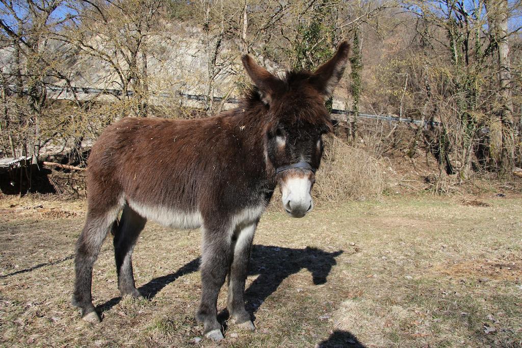 La Mola Maringalli Konuk evi Cascia Dış mekan fotoğraf